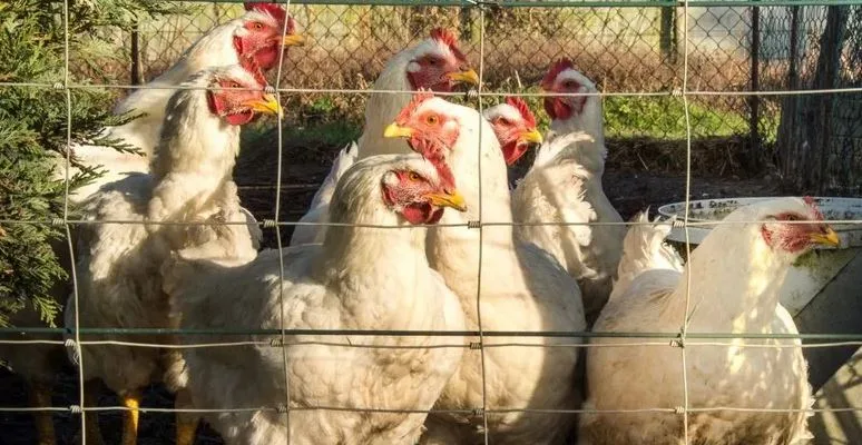 رابع حالة وفاة نتيجة إنفلونزا الطيور في كمبوديا وإعلان حالة طوارئ صحية للحد من انتشار الفيروس رابع حالة وفاة نتيجة إنفلونزا الطيور في كمبوديا وإعلان حالة طوارئ صحية للحد من انتشار الفيروس