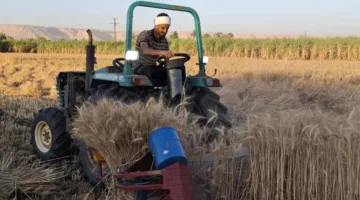 من قاعات العدالة إلى حقول القمح: قصص من سجل محامي الزراعة في قنا