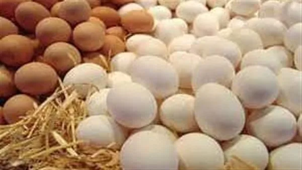 منتجى الدواجن: تراجع أسعار بيض المائدة في مصر رغم ارتفاعه عالميا