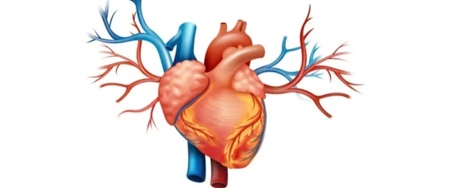 نجاح زراعة شريان أورطي مطبوع ثلاثي الأبعاد (تفاصيل)