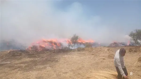 نفوق 8 رؤوس ماشية في حريق شونة كتان بسمنود بالغربية