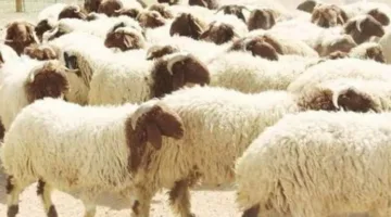 هل تُعتبر الأضحية كافية عن جميع أفراد الأسرة؟… الأزهر يوضح الأمر.