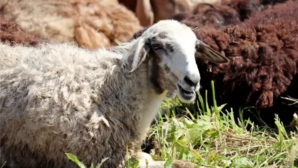 هل يجوز تقسيط الأضحية عن طريق البنك؟.. الإفتاء تجيب
