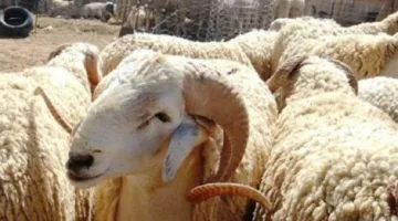 هل يمكن شراء أضحية بنظام التقسيط؟