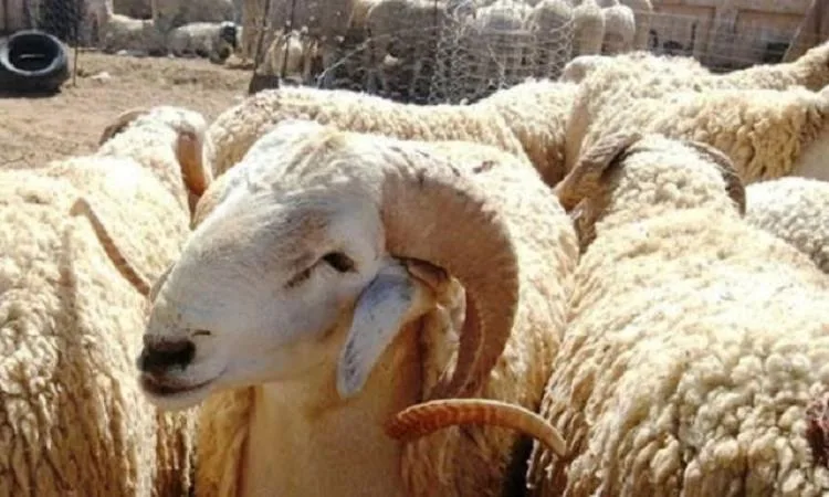 هل يمكن شراء أضحية بنظام التقسيط؟ هل يمكن شراء أضحية بنظام التقسيط؟