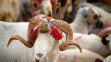 هل يمكن شراء الأضحية بالتقسيط؟ توضيح من “الشؤون الدينية” التركية حول الحكم الشرعي