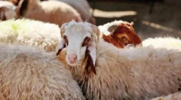 هل يُسمح بالاقتراض لاقتناء الأضحية؟.. الإفتاء توضح الأمر.