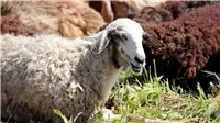 هل يُسمح بالتصدق بثمن الأضحية بدلاً من ذبحها؟ إيضاح الحكم الشرعي من دار الإفتاء