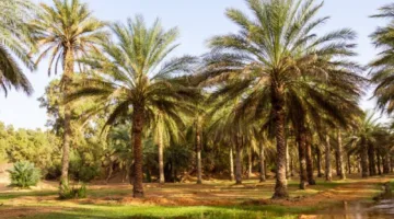 واحة جمنة التونسية تبرز نموذجاً عالمياً متميزاً في إدارة المجتمع للموارد.
