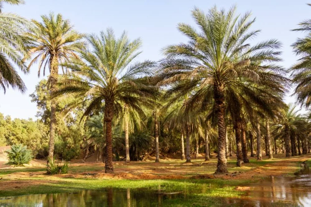 واحة جمنة التونسية تبرز نموذجاً عالمياً متميزاً في إدارة المجتمع للموارد. واحة جمنة التونسية تبرز نموذجاً عالمياً متميزاً في إدارة المجتمع للموارد.