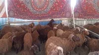 وزارة التموين: استعدادات لتوفير الأغنام المجمدة واللحوم والدواجن قبل عيد الأضحى
