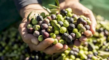 وزارة التنمية المحلية تفتح باب التقديم لمناقصة لإنشاء مشروع لمصانع الزيتون في الفيوم بتمويل أوروبي
