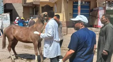 وزارة الزراعة تطلق 9 قوافل بيطرية لتقديم خدمات علاجية مجانية في 5 محافظات