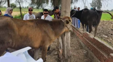 وزارة الزراعة تطلق حملات بيطرية مجانية لرعاية أكثر من 15 ألف حيوان وطائر في 10 محافظات