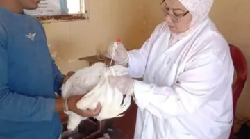 “وزارة الزراعة” تطلق حملات وقائية بيطرية لدعم المربين وتعزيز صناعة الدواجن في أربع محافظات.