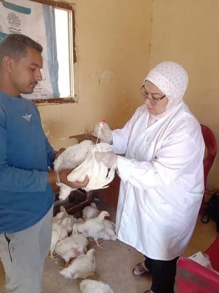 “وزارة الزراعة” تطلق حملات وقائية بيطرية لدعم المربين وتعزيز صناعة الدواجن في أربع محافظات. “وزارة الزراعة” تطلق حملات وقائية بيطرية لدعم المربين وتعزيز صناعة الدواجن في أربع محافظات.