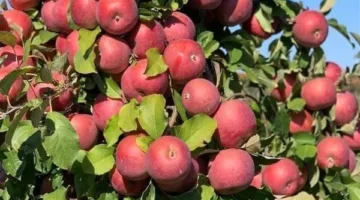 وزارة الزراعة تقدم إرشادات فنية لمزارعي التفاح في المحافظات