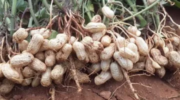 “وزارة الزراعة” تقدم إرشادات فنية وتوعوية لزراعة الفول السوداني