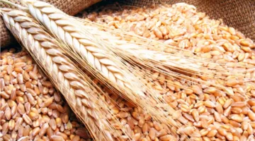 وزير التموين: زيادة واردات القمح المستورد إلى 5 ملايين طن منذ بداية السنة المالية