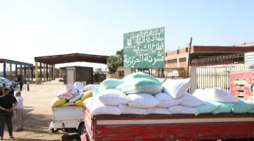 وزير الزراعة: استلام أكثر من 3.7 مليون طن من القمح المحلي حتى الآن