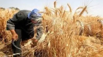 وزير الزراعة: تم حصاد 3.1 مليون فدان من القمح حتى الآن بنسبة أكثر من 98%