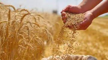 وزير الزراعة: حجم الأقماح المستلمة بلغ أكثر من 3.7 مليون طن حتى الآن
