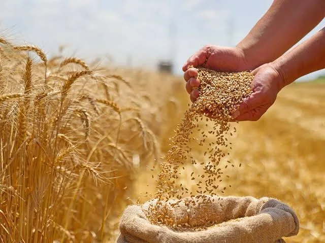 وزير الزراعة: حجم الأقماح المستلمة بلغ أكثر من 3.7 مليون طن حتى الآن وزير الزراعة: حجم الأقماح المستلمة بلغ أكثر من 3.7 مليون طن حتى الآن