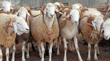 وسائل حجز الأضاحي من وزارة الزراعة 2025.. اكتشف مواقع توفرها