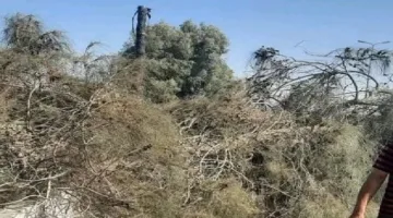 وفاة شخص نتيجة سقوط شجرة عليه على طريق «الزقازيق – بلبيس»
