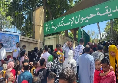 حديقة الحيوان في الإسكندرية: استقطبت 53 ألف زائر خلال عيد الأضحى. حديقة الحيوان في الإسكندرية: استقطبت 53 ألف زائر خلال عيد الأضحى.