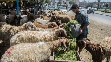 1466 رأسًا.. الجيزة تتربع على رأس قائمة المحافظات من حيث عدد الأضاحي