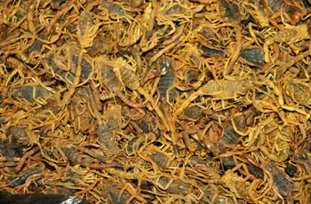 نهر النيل تُبلغ عن خمس حالات شبهة للكوليرا وحالة وفاة طفلة بسبب لدغة عقرب في البحيرة نهر النيل تُبلغ عن خمس حالات شبهة للكوليرا وحالة وفاة طفلة بسبب لدغة عقرب في البحيرة