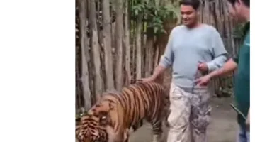 «حاول التقاط صورة سيلفي معه».. نمر ضخم يهاجم سائح (فيديو)