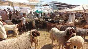 دليل شامل لأسعار أضاحي عيد الأضحى لعام 2025