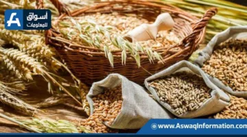 المنظمة العالمية للحبوب تزيد من توقعاتها للإنتاج والاستهلاك خلال موسم 2026