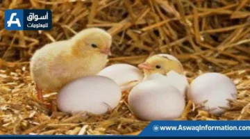 انخفاض سعر الكتكوت الأبيض: أسعار الكتاكيت اليوم الأحد في المزرعة