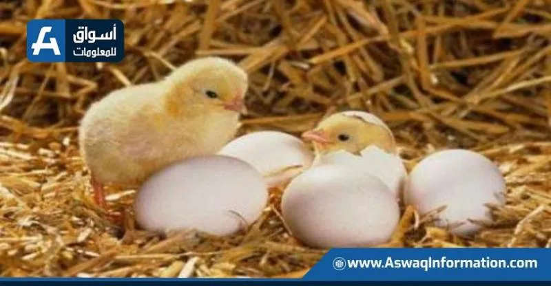 انخفاض سعر الكتكوت الأبيض: أسعار الكتاكيت اليوم الأحد في المزرعة