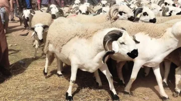 طرق تجنب الإجهاد الحراري خلال احتفالات عيد الأضحى في فصل الصيف