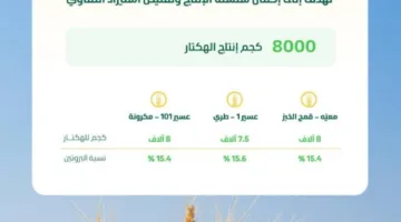 إنتاج يصل إلى 8 آلاف كيلوغرام للهكتار: نجاح ملحوظ لتجربة حصاد ثلاثة أصناف محسّنة من القمح المحلي