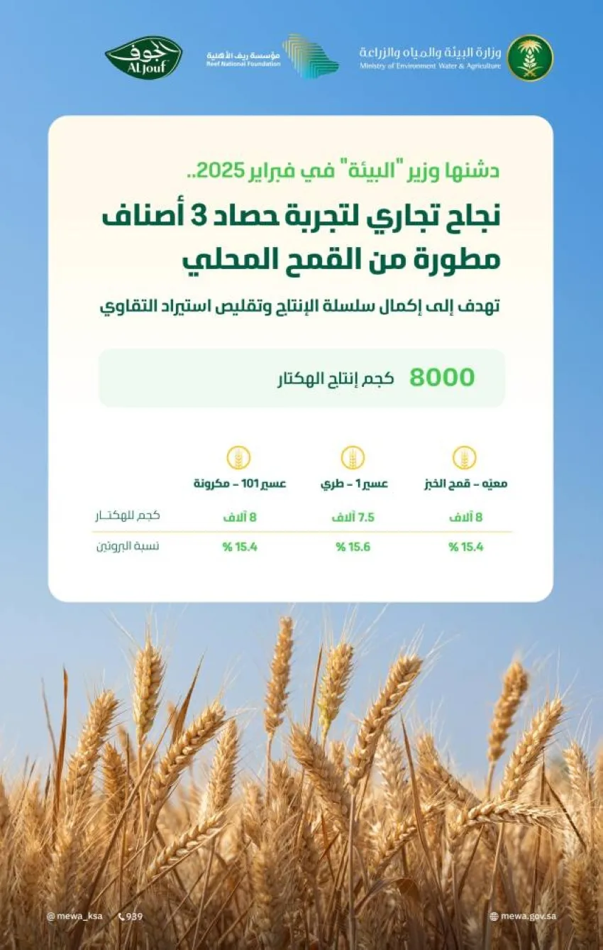 إنتاج يصل إلى 8 آلاف كيلوغرام للهكتار: نجاح ملحوظ لتجربة حصاد ثلاثة أصناف محسّنة من القمح المحلي إنتاج يصل إلى 8 آلاف كيلوغرام للهكتار: نجاح ملحوظ لتجربة حصاد ثلاثة أصناف محسّنة من القمح المحلي