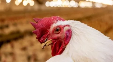 ما هو سعر كيلو الدجاج الأبيض اليوم الأحد 1 يونيو 2025 في السوق المحلية؟