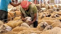 الزراعة: ذبح الأضاحي في المجازر بدون رسوم خلال أيام العيد