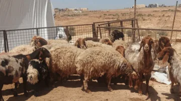 استكشف أسعار الأضاحي في قطر ودول الخليج والعالم العربي مع اقتراب عيد الأضحى.