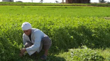 مصر تبدأ تنفيذ مشروع مدينة كبيرة غرب القاهرة ضمن مبادرة الدلتا الجديدة لتعزيز المساحات الزراعية.