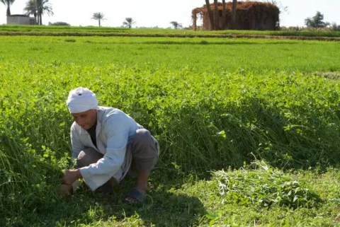 مصر تبدأ تنفيذ مشروع مدينة كبيرة غرب القاهرة ضمن مبادرة الدلتا الجديدة لتعزيز المساحات الزراعية. مصر تبدأ تنفيذ مشروع مدينة كبيرة غرب القاهرة ضمن مبادرة الدلتا الجديدة لتعزيز المساحات الزراعية.