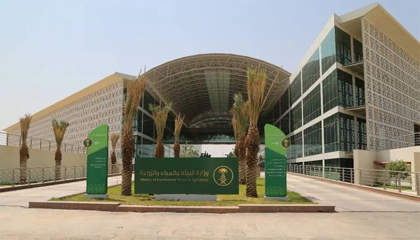 نجاح تجاري لتجربة حصاد ثلاثة أنواع محسنة من القمح المحلي