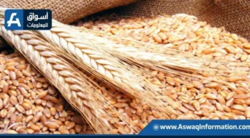 انخفاض أسعار القمح اليوم الإثنين عند التجار.. كم بلغ سعر الطن الروسي؟