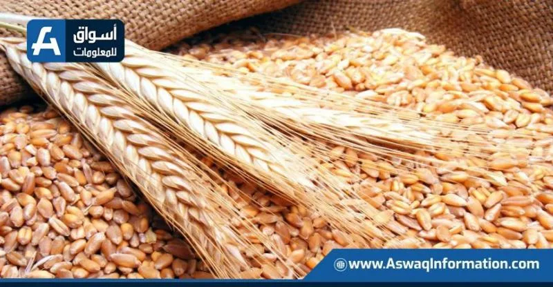 انخفاض أسعار القمح اليوم الإثنين عند التجار.. كم بلغ سعر الطن الروسي؟