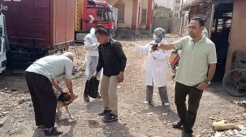 حملة لتلقيح الكلاب المشردة ضد داء الكلب في ميت أبو غالب بدمياط