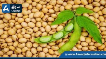 تراجع أسعار فول الصويا العالمية إلى أدنى مستوى خلال ثلاثة أسابيع